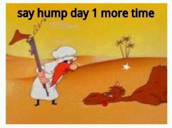 Funny photo of say hump day one more time